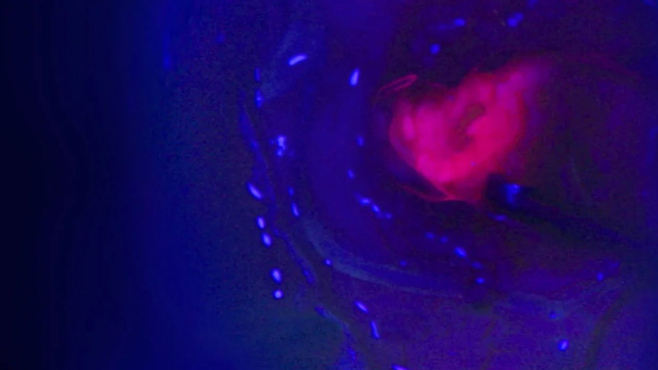 Fluorescence Imaging.jpg